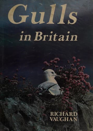 Gulls in Britain